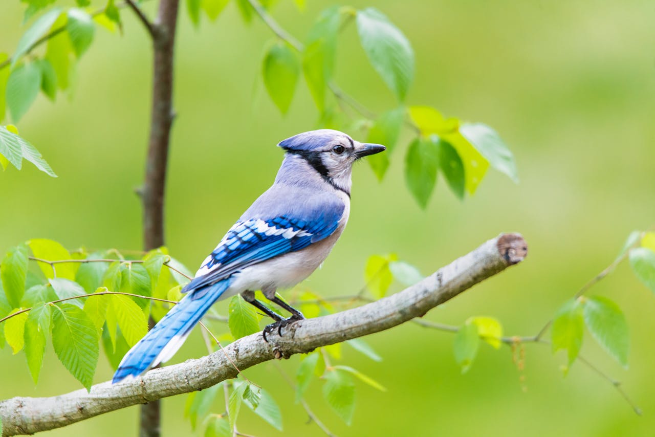 Dead Blue Jay Spiritual Meaning And Symbolism Mercury Magazine