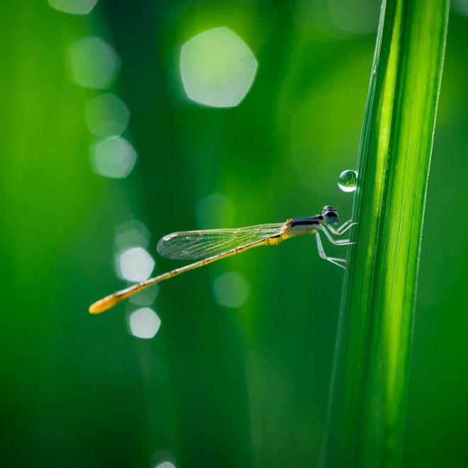 The Spiritual Meaning of Seeing A Dead Dragonfly