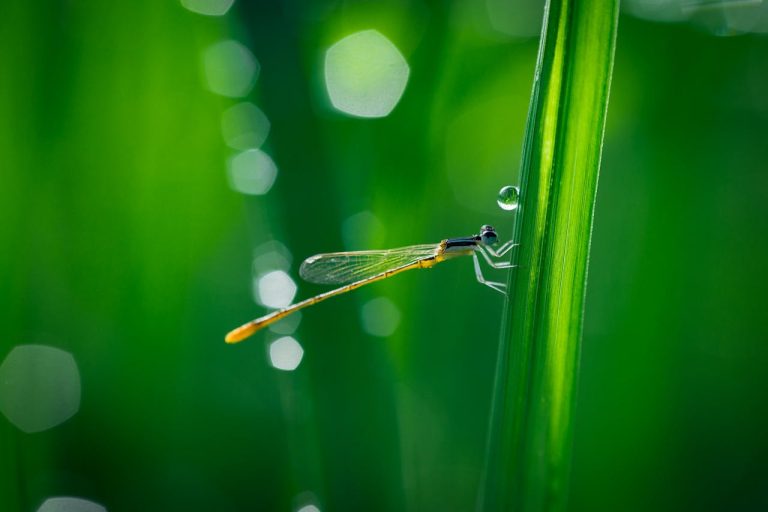 The Spiritual Meaning of Seeing A Dead Dragonfly
