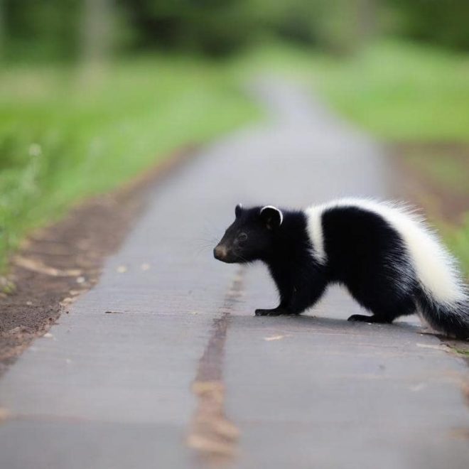 The Spiritual Meaning of A Skunk Crossing Your Path