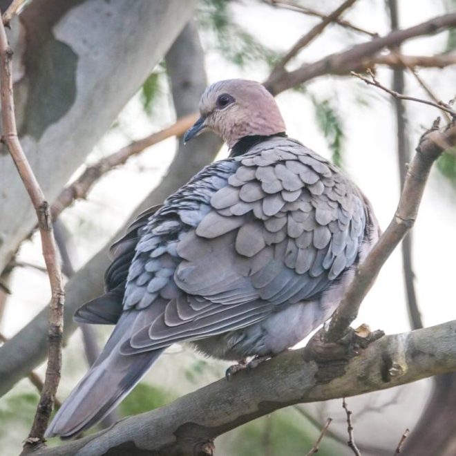 What It Means Spiritually When A Grey Dove Visits You