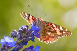 Dream About Butterfly Meaning, Colors & Spiritual Symbolism