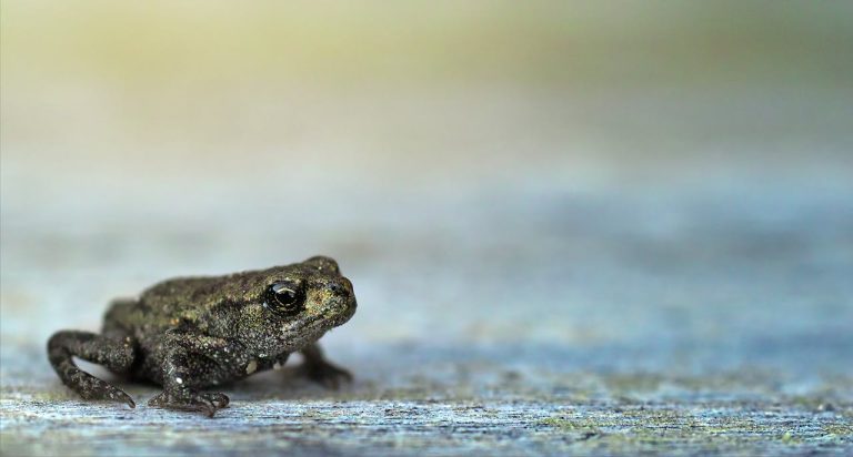 What It Means When A Frog Visits You Spiritually