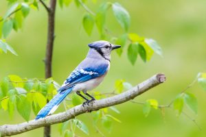 Dead Blue Jay: Spiritual Meaning And Symbolism
