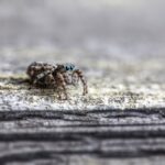 The Spiritual Meaning of Jumping Spiders: Small Messengers, Big Lessons
