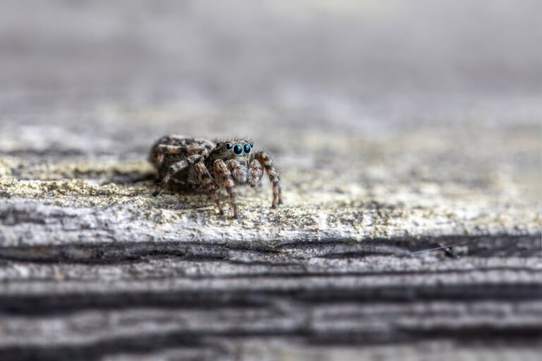The Spiritual Meaning of Jumping Spiders: Small Messengers, Big Lessons
